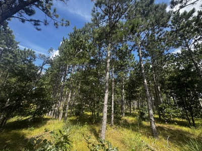 80-acre timber tract in Adams County - image 9