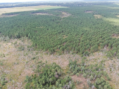 80-acre timber tract in Adams County - image 5