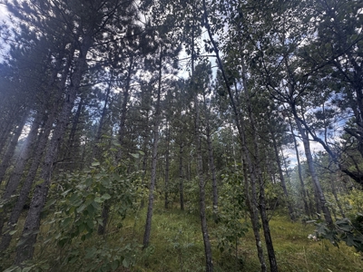 80-acre timber tract in Adams County - image 10
