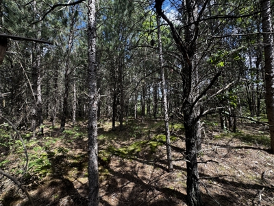 80-acre timber tract in the Town of Big Flats - image 31