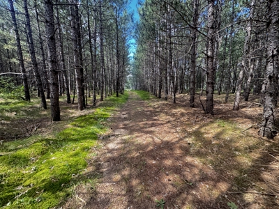 80-acre timber tract in the Town of Big Flats - image 25