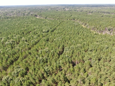 80-acre timber tract in the Town of Big Flats - image 9