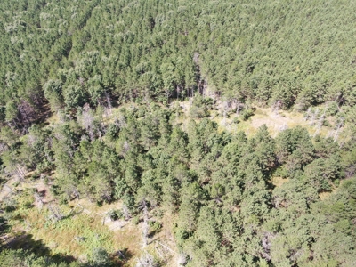 80-acre timber tract in the Town of Big Flats - image 7