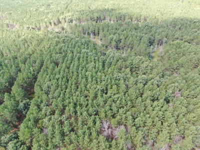 80-acre timber tract in the Town of Big Flats - image 4