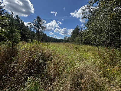80-acre timber tract in the Town of Big Flats - image 19