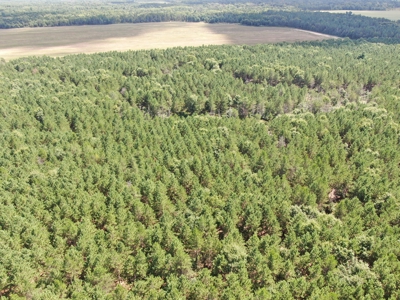 80-acre timber tract in the Town of Big Flats - image 13