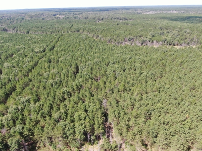 80-acre timber tract in the Town of Big Flats - image 8