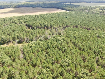 80-acre timber tract in the Town of Big Flats - image 22