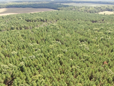 80-acre timber tract in the Town of Big Flats - image 21