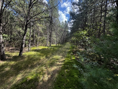 80-acre timber tract in the Town of Big Flats - image 26