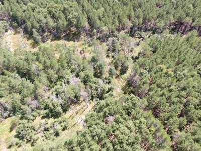 80-acre timber tract in the Town of Big Flats - image 23