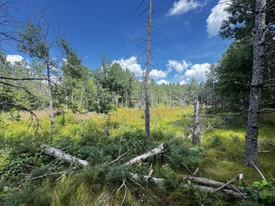 80-acre timber tract in the Town of Big Flats - image 24