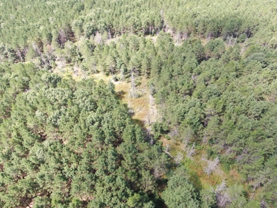 80-acre timber tract in the Town of Big Flats - image 6