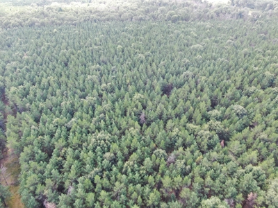 80-acre timber tract in the Town of Big Flats - image 30