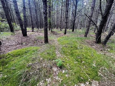 80-acre timber tract in the Town of Big Flats - image 16