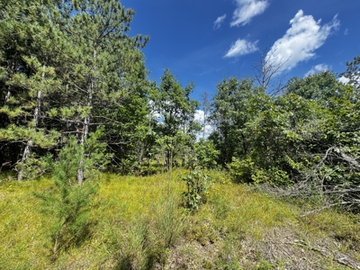 80-acre timber tract in the Town of Big Flats - image 17