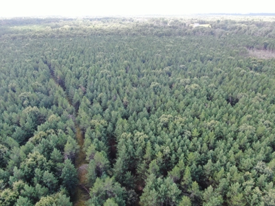 80-acre timber tract in the Town of Big Flats - image 29