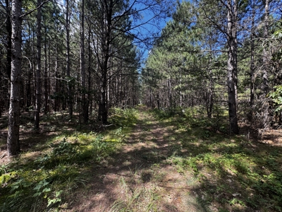 80-acre timber tract in the Town of Big Flats - image 14