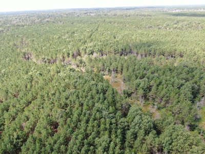 80-acre timber tract in the Town of Big Flats - image 5