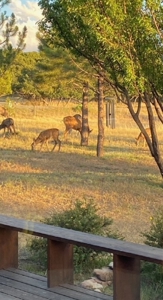 3 Bedroom Mountain Home for Sale in Ridgway, Colorado - image 30