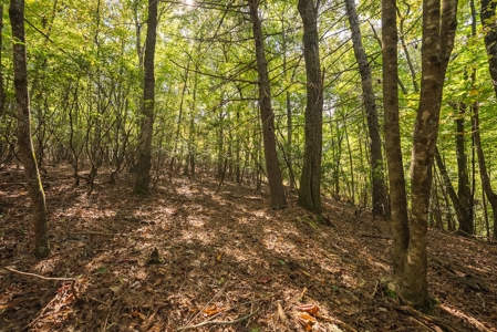 Country Home and Land for Sale at Auction in Elkin NC - image 45