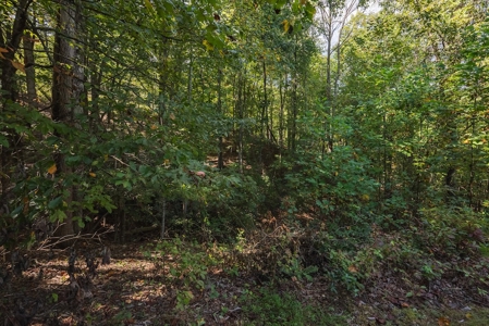 Country Home and Land for Sale at Auction in Elkin NC! - image 48