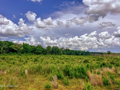 Land for Sale in Amite County, MS - image 7