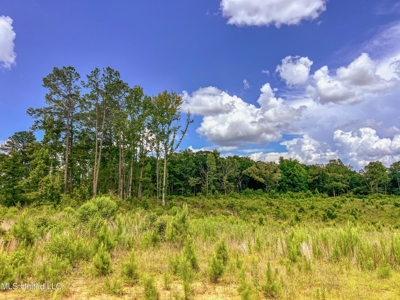 Land for Sale in Amite County, MS - image 8