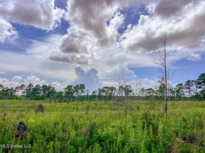 Land for Sale in Amite County, MS - image 5