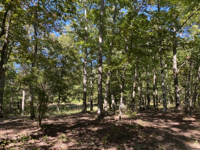 Land For Sale In Tn. Mature Hardwoods, 7.5Ac+/- No Restrictions - image 16