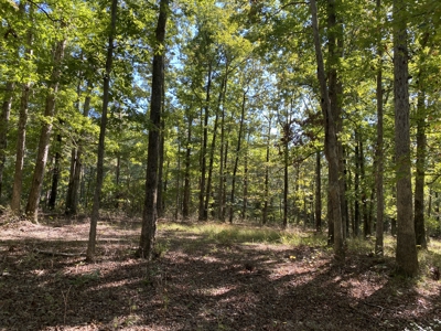 Land For Sale In Tn. Mature Hardwoods, 7.5Ac+/- No Restrictions - image 25