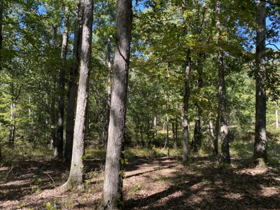 Land For Sale In Tn. Mature Hardwoods, 7.5Ac+/- No Restrictions - image 6