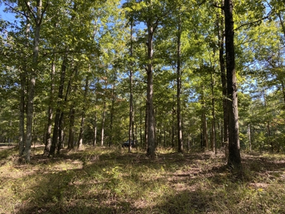 Land For Sale In Tn. Mature Hardwoods, 7.5Ac+/- No Restrictions - image 23