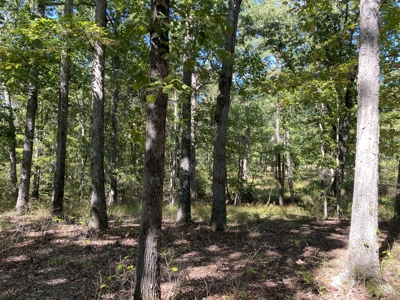 Land For Sale In Tn. Mature Hardwoods, 7.5Ac+/- No Restrictions - image 10