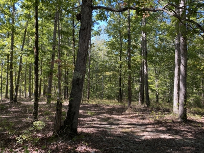Land For Sale In Tn. Mature Hardwoods, 7.5Ac+/- No Restrictions - image 2
