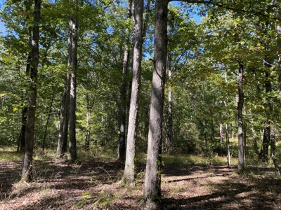 Land For Sale In Tn. Mature Hardwoods, 7.5Ac+/- No Restrictions - image 5