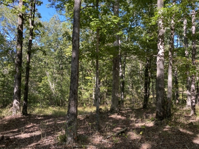 Land For Sale In Tn. Mature Hardwoods, 7.5Ac+/- No Restrictions - image 12