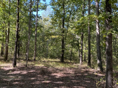 Land For Sale In Tn. Mature Hardwoods, 7.5Ac+/- No Restrictions - image 9