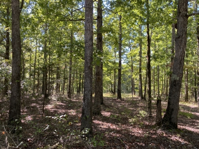Land For Sale In Tn. Mature Hardwoods, 7.5Ac+/- No Restrictions - image 4