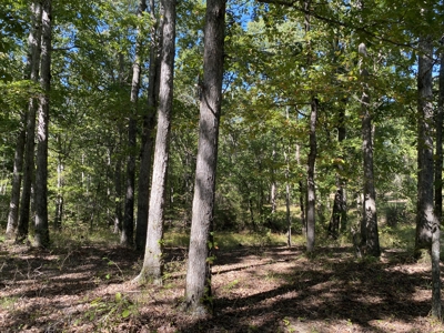 Land For Sale In Tn. Mature Hardwoods, 7.5Ac+/- No Restrictions - image 7