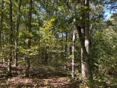 Land For Sale In Tn. Mature Hardwoods, 7.5Ac+/- No Restrictions - image 21