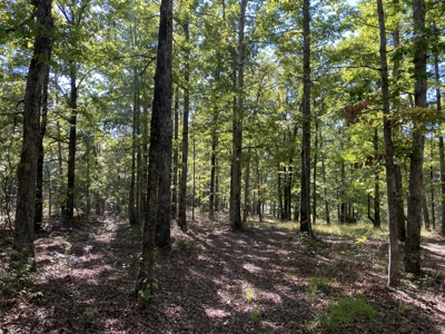 Land For Sale In Tn. Mature Hardwoods, 7.5Ac+/- No Restrictions - image 8