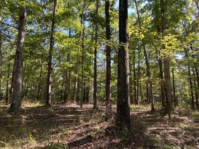Land For Sale In Tn. Mature Hardwoods, 7.5Ac+/- No Restrictions - image 24