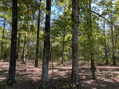 Land For Sale In Tn. Mature Hardwoods, 7.5Ac+/- No Restrictions - image 14