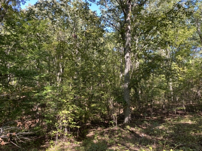 Land For Sale In Tn. Mature Hardwoods, 7.5Ac+/- No Restrictions - image 22