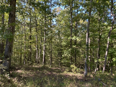 Land For Sale In Tn. Mature Hardwoods, 7.5Ac+/- No Restrictions - image 19
