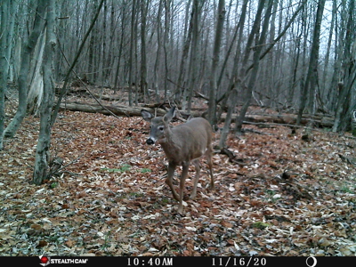 Sportsman's Paradise Large Acreage For Sale in Roscoe, New York - image 13