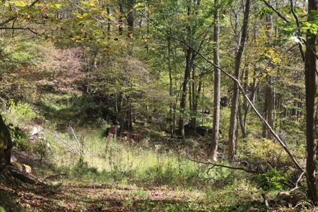Sportsman's Paradise Large Acreage For Sale in Roscoe, New York - image 2