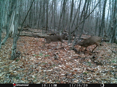 Sportsman's Paradise Large Acreage For Sale in Roscoe, New York - image 14