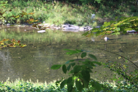 Sportsman's Paradise Large Acreage For Sale in Roscoe, New York - image 10